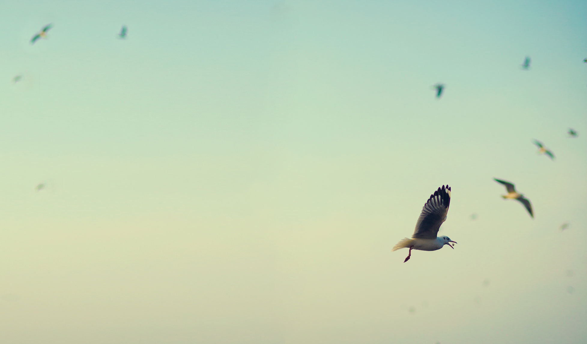 birds quitt.